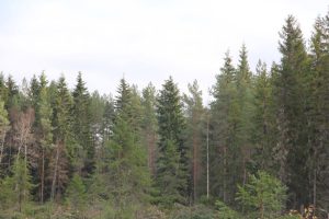 Finnish forests